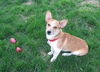 Daisy_011[1].png